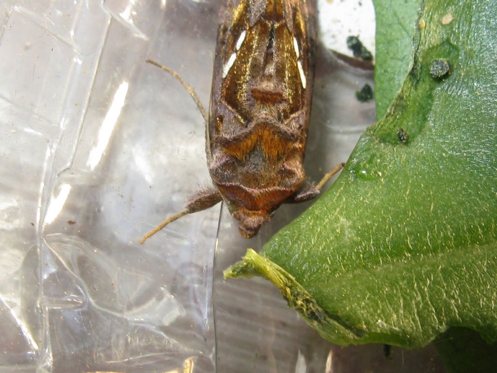 Bruco da identificare: Chrysodeixis chalcites - Noctuidae