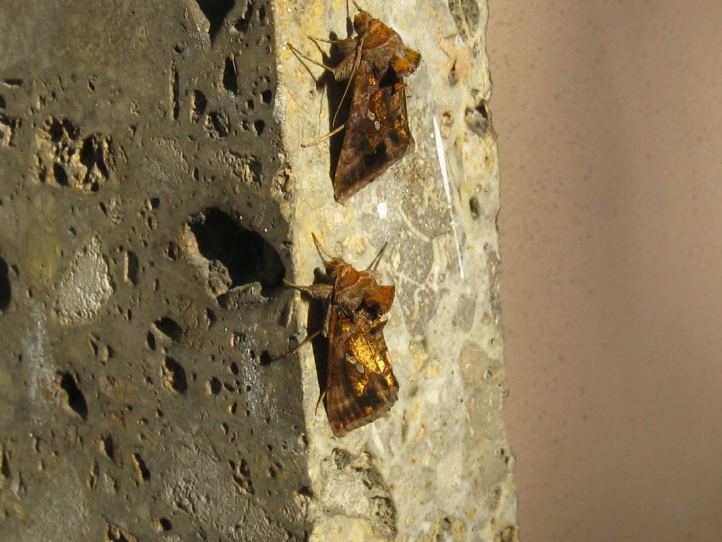 Bruco da identificare: Chrysodeixis chalcites - Noctuidae