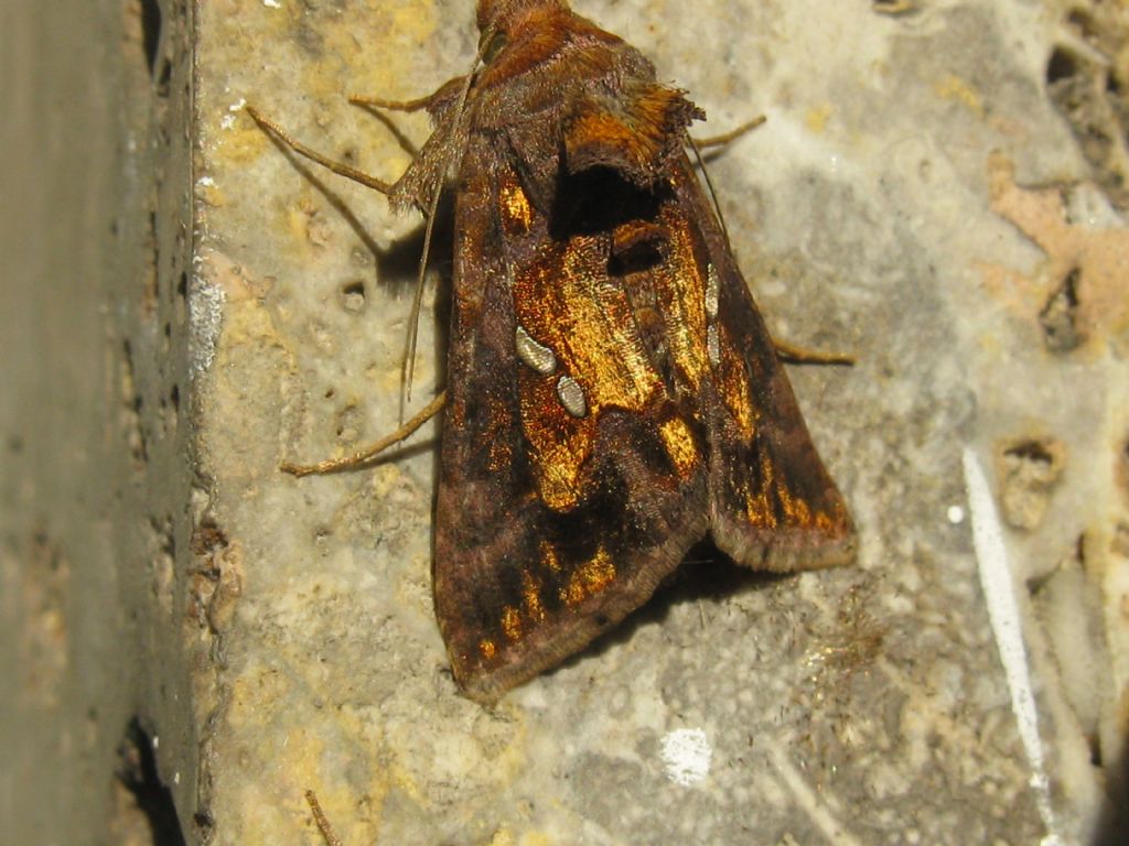 Bruco da identificare: Chrysodeixis chalcites - Noctuidae