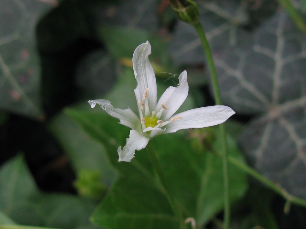 Monocotiledone?  S, Ornithogalum sp.