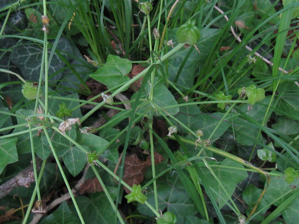 Monocotiledone?  S, Ornithogalum sp.