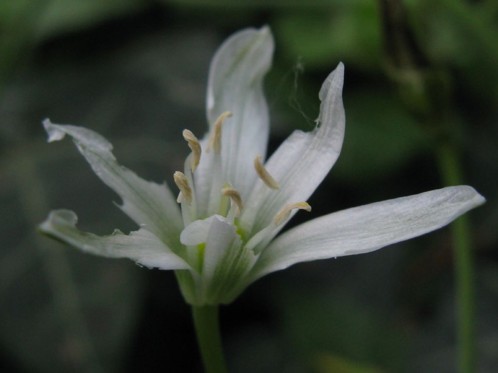 Monocotiledone?  S, Ornithogalum sp.