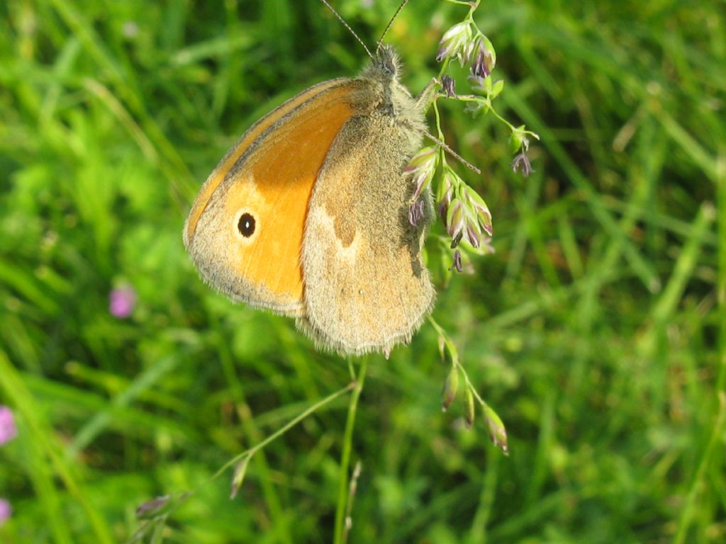 Coenonympha pamphilus ?  S !