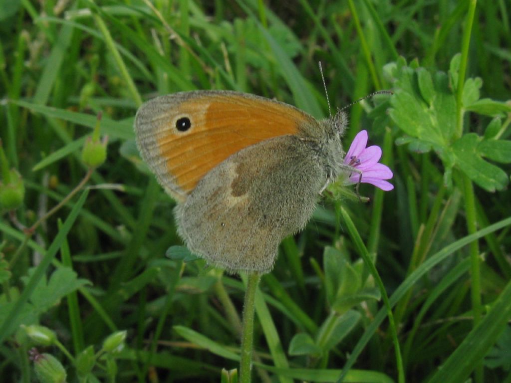 Coenonympha pamphilus ?  S !