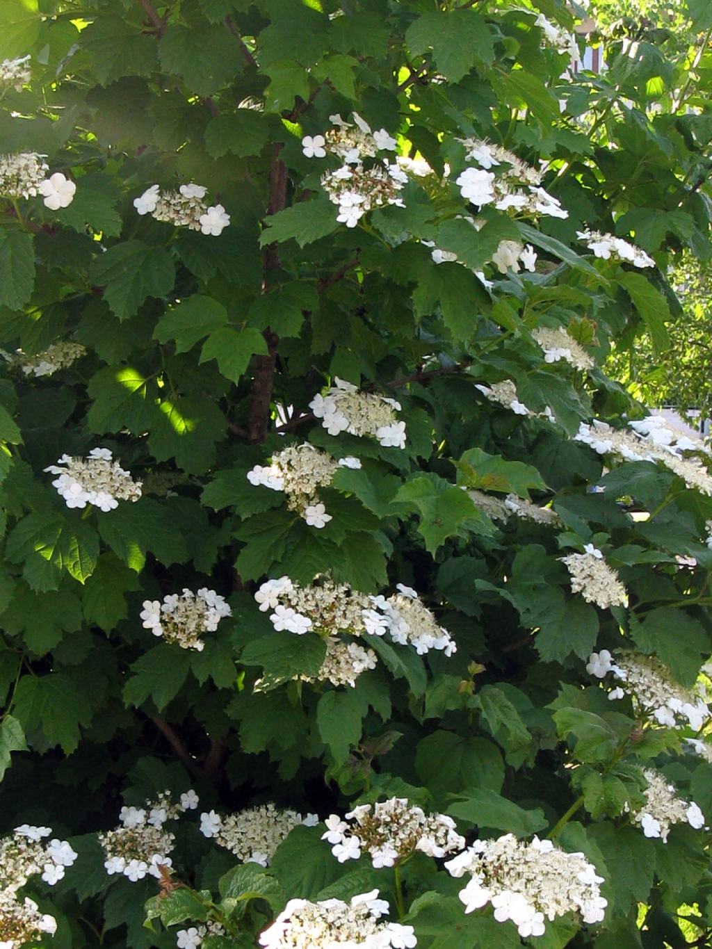 Viburnum opulus?   S !