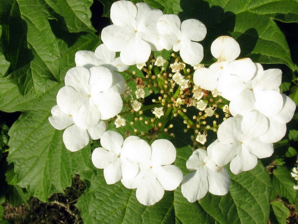 Viburnum opulus?   S !