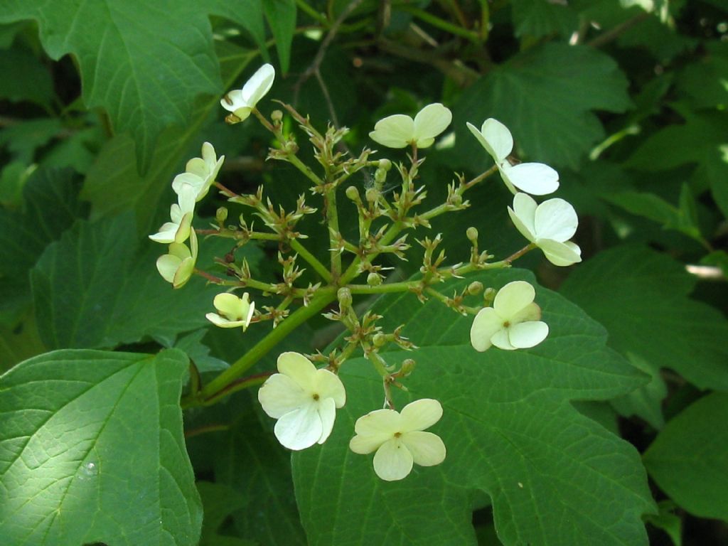 Viburnum opulus?   S !