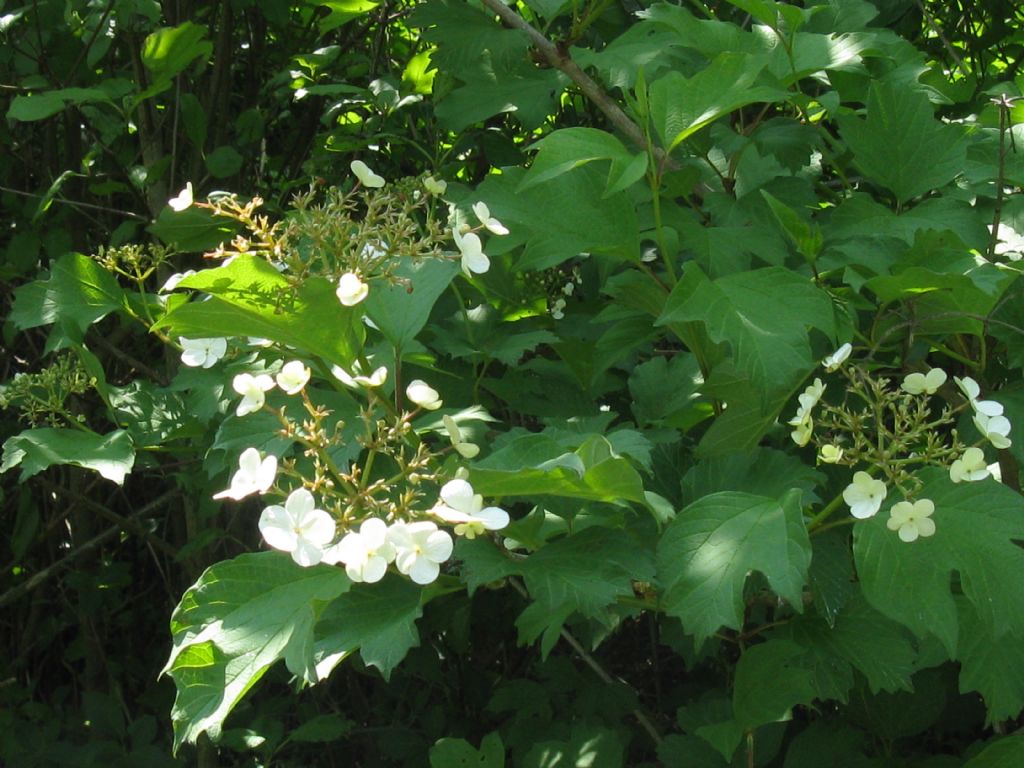 Viburnum opulus?   S !