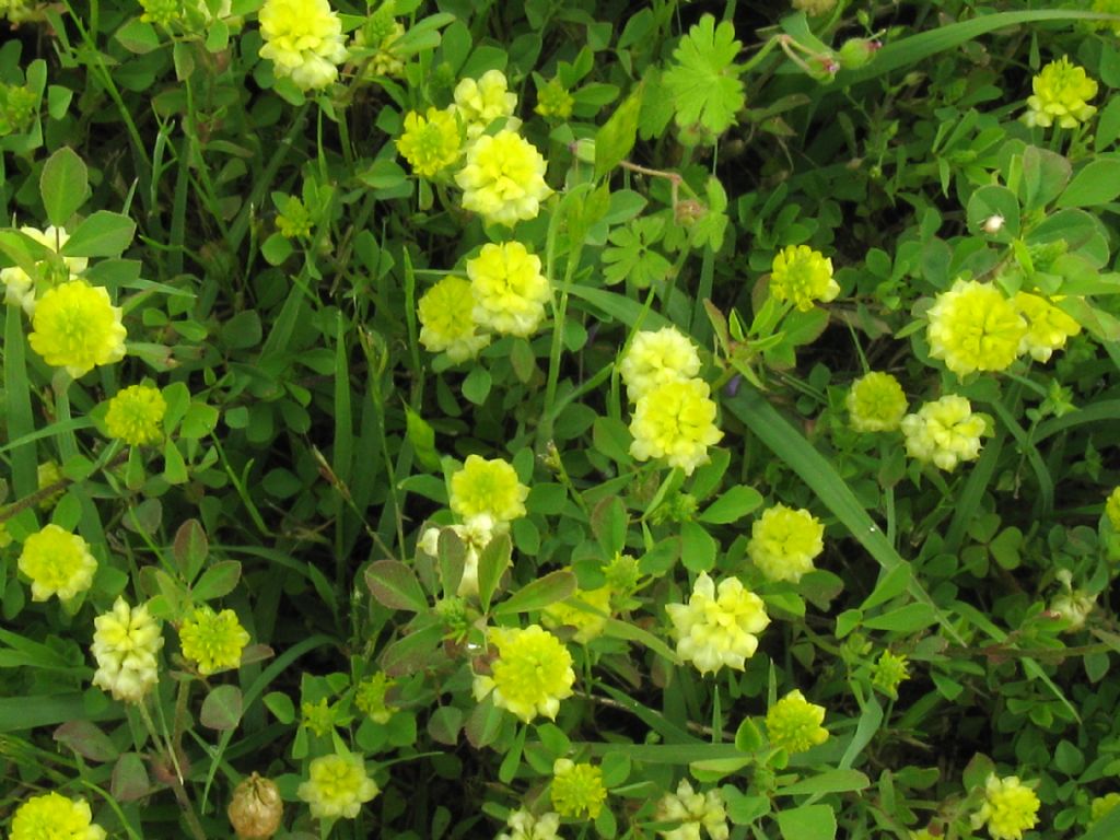 Medicago lupulina?  No, Trifolium campestre