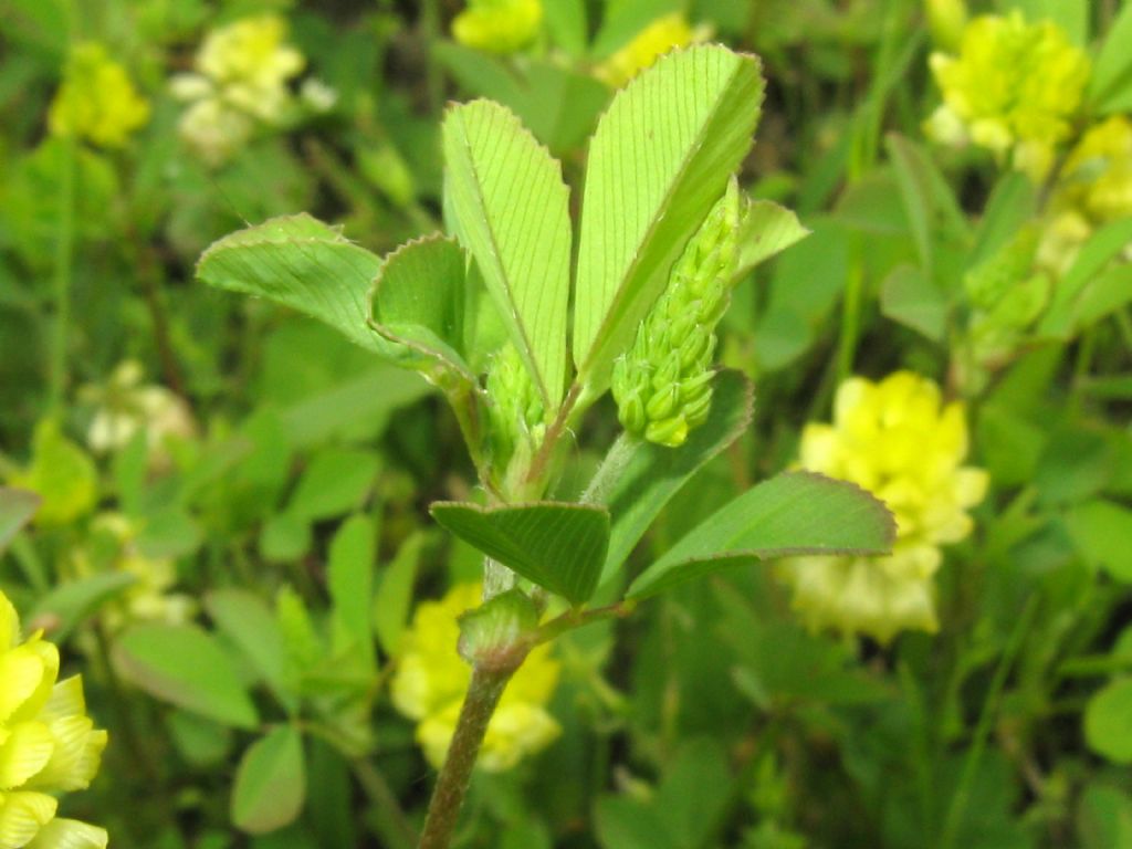 Medicago lupulina?  No, Trifolium campestre