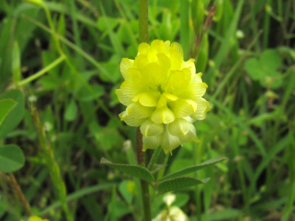 Medicago lupulina?  No, Trifolium campestre