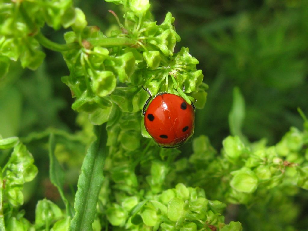 Coccinella con 4 punti neri? No, 7, Coccinella septempunctata