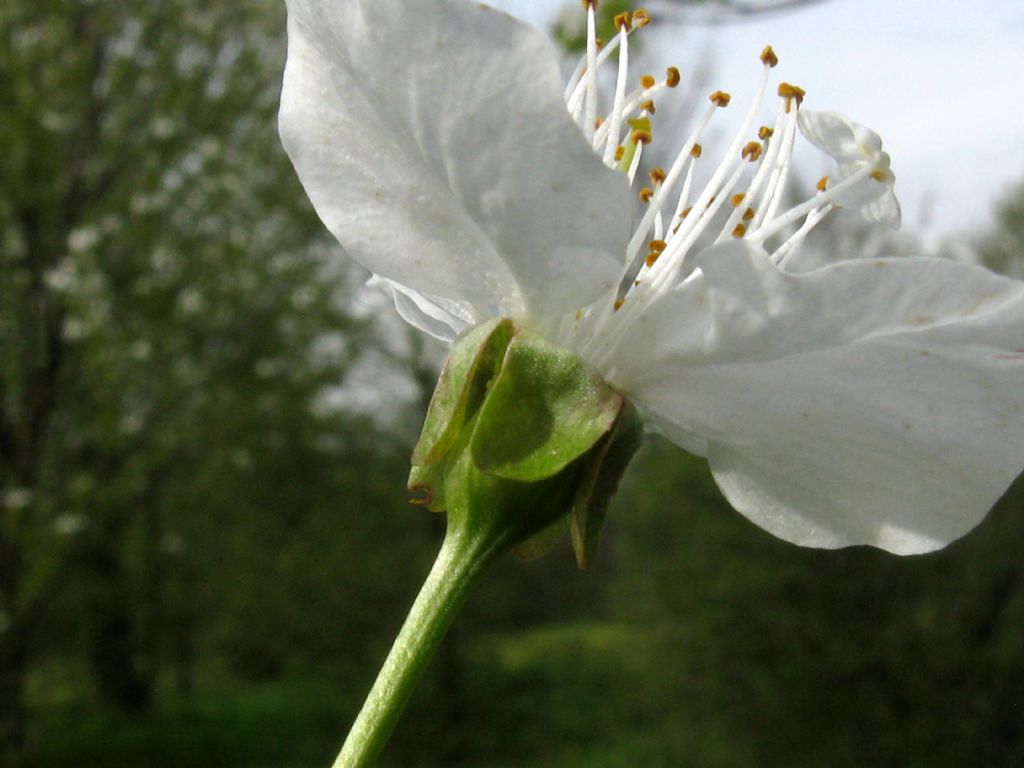 Quale Ciliegio?  Prunus avium