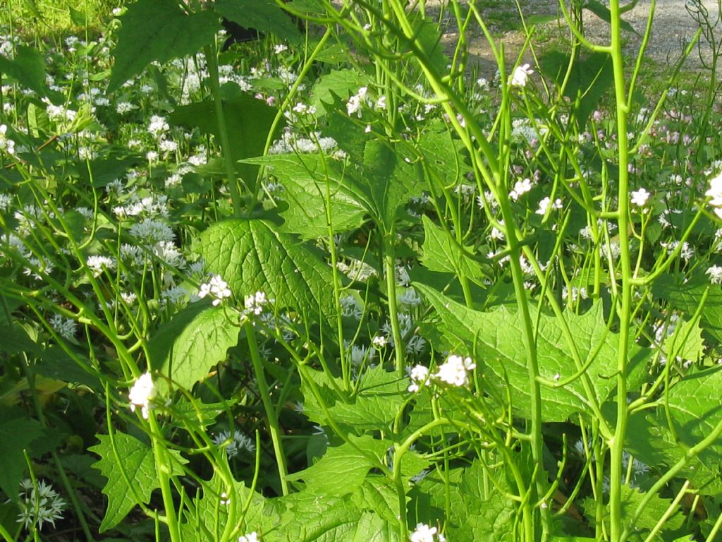 Cardamine...?  No, Alliaria petiolata