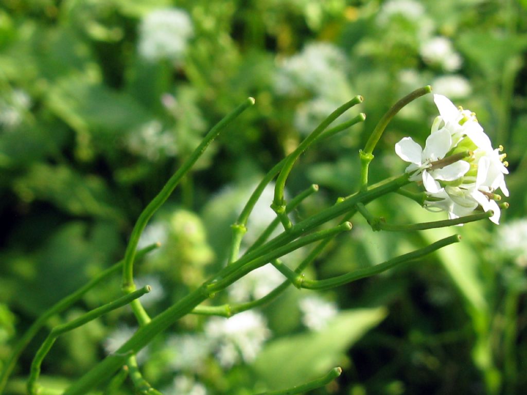 Cardamine...?  No, Alliaria petiolata