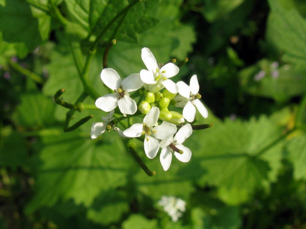 Cardamine...?  No, Alliaria petiolata