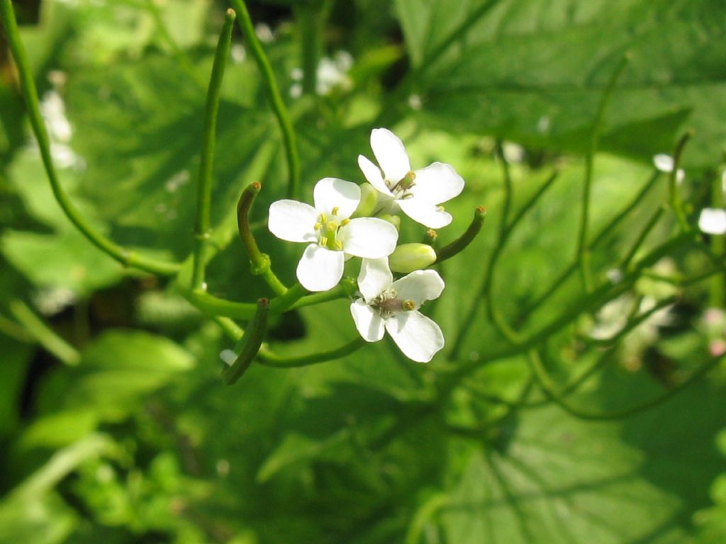 Cardamine...?  No, Alliaria petiolata