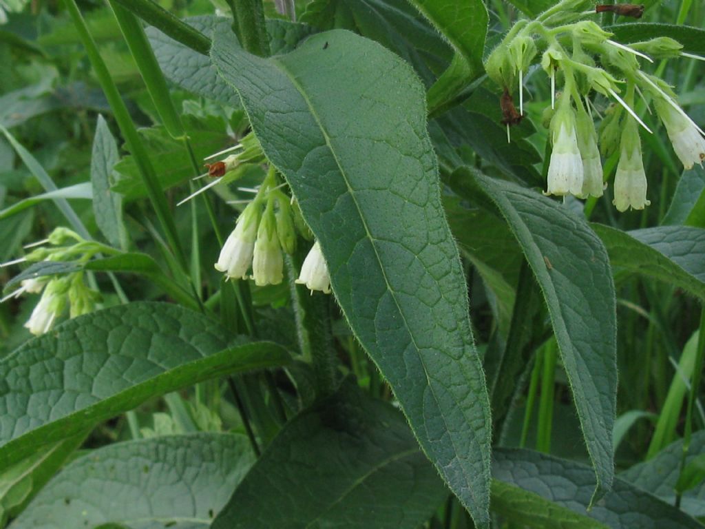 Symphytum tuberosum?  No! Symphytum officinale L.