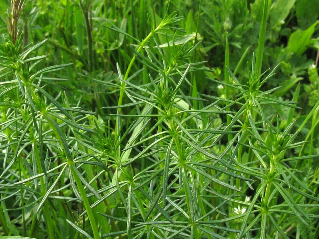 Galium verum?...  Gallium cfr. verum