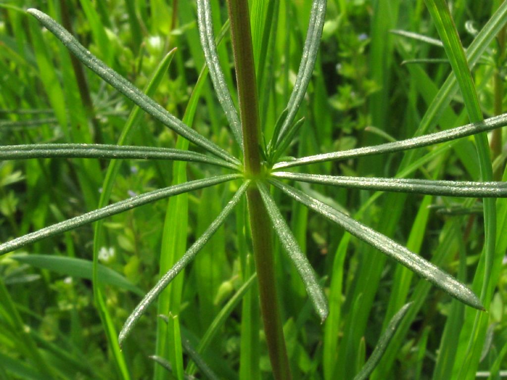 Galium verum?...  Gallium cfr. verum