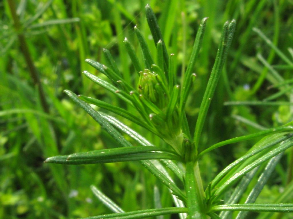 Galium verum?...  Gallium cfr. verum