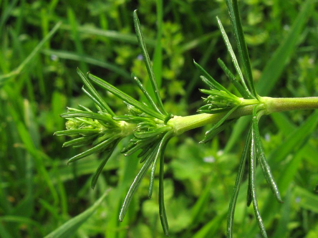 Galium verum?...  Gallium cfr. verum