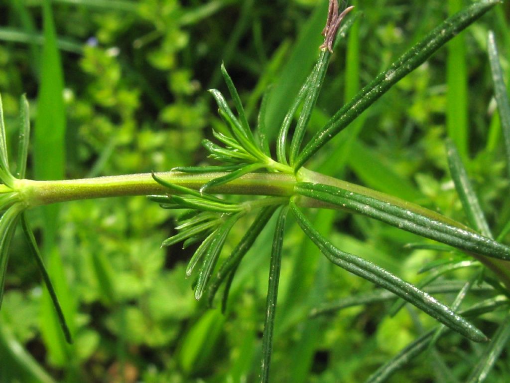 Galium verum?...  Gallium cfr. verum