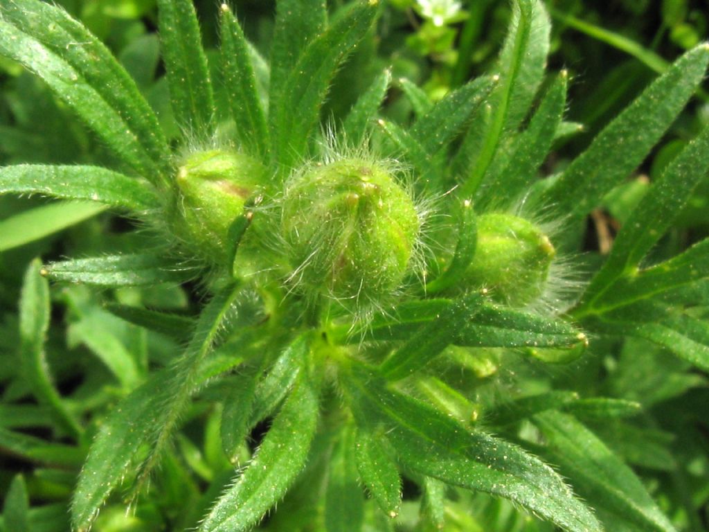 Ranuncolo?  S, Ranunculus cfr. bulbosus