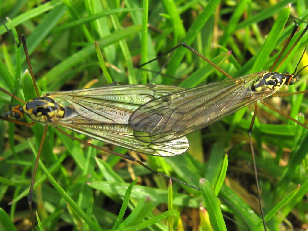 Tipulidae:  Nephrotoma sp.