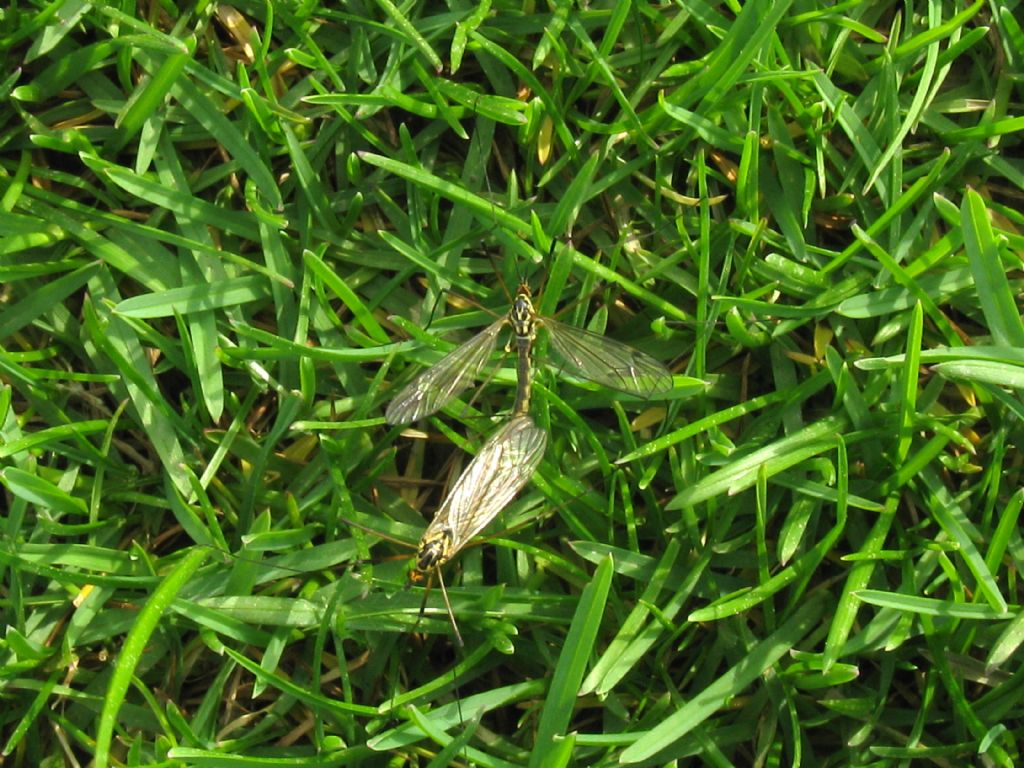 Tipulidae:  Nephrotoma sp.