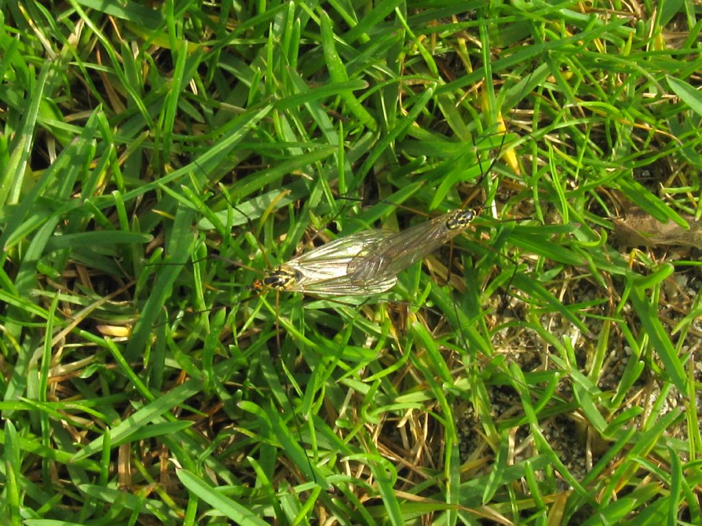 Tipulidae:  Nephrotoma sp.