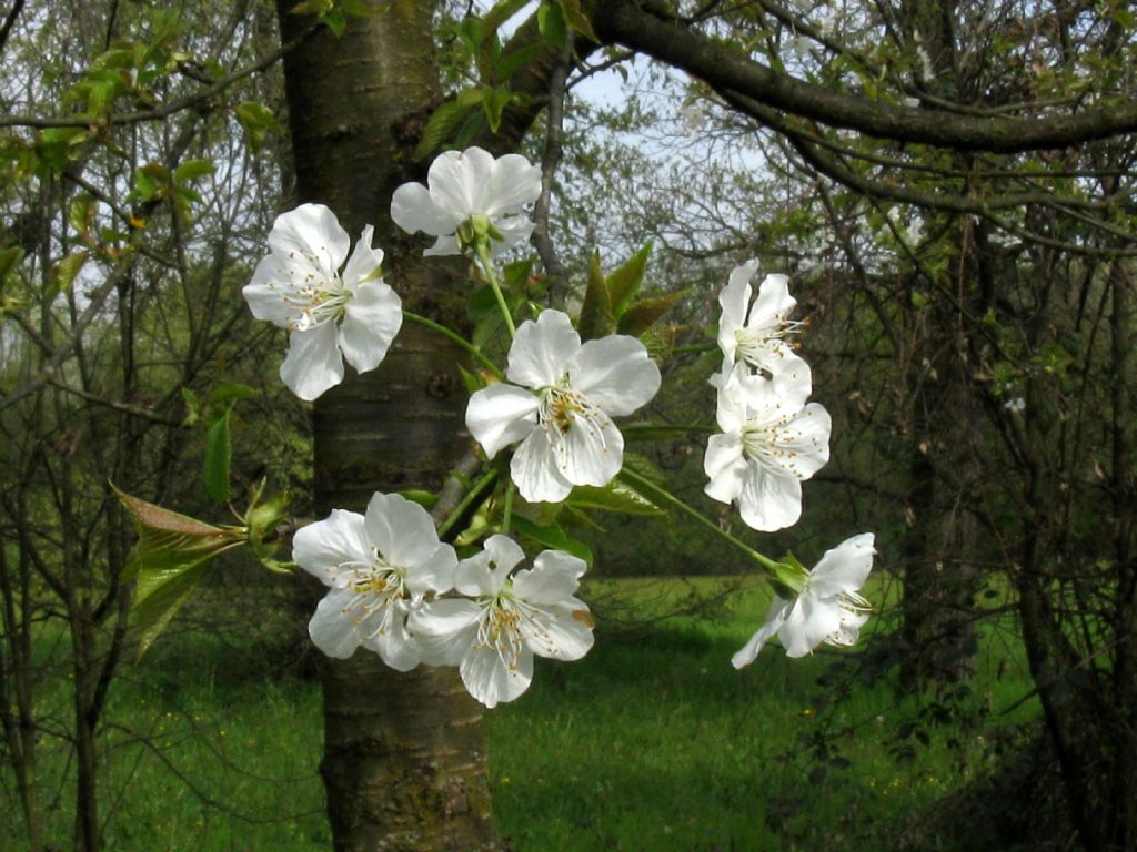 Prunus/Ciliegio...? Prunus cerasus o avium