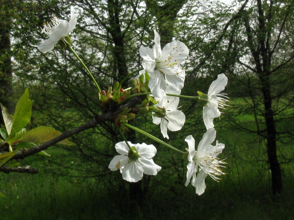 Prunus/Ciliegio...? Prunus cerasus o avium