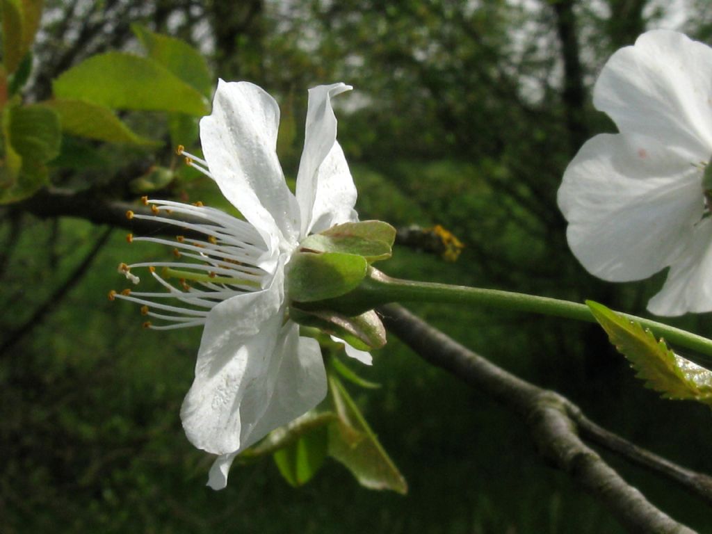 Prunus/Ciliegio...? Prunus cerasus o avium