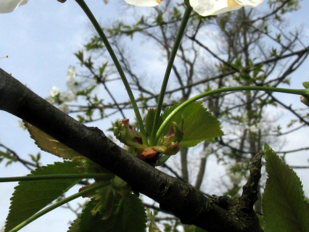 Prunus/Ciliegio...? Prunus cerasus o avium