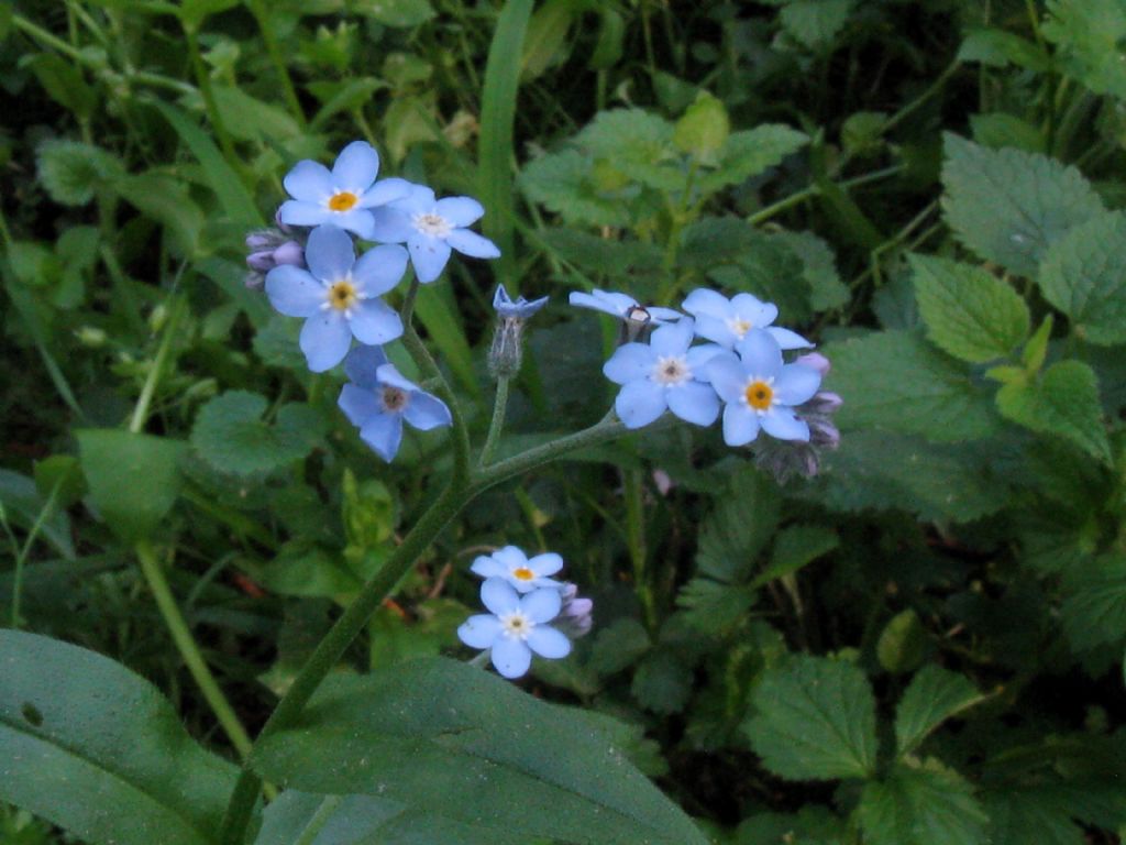 Myosotis sylvatica?...Myosotis sp.