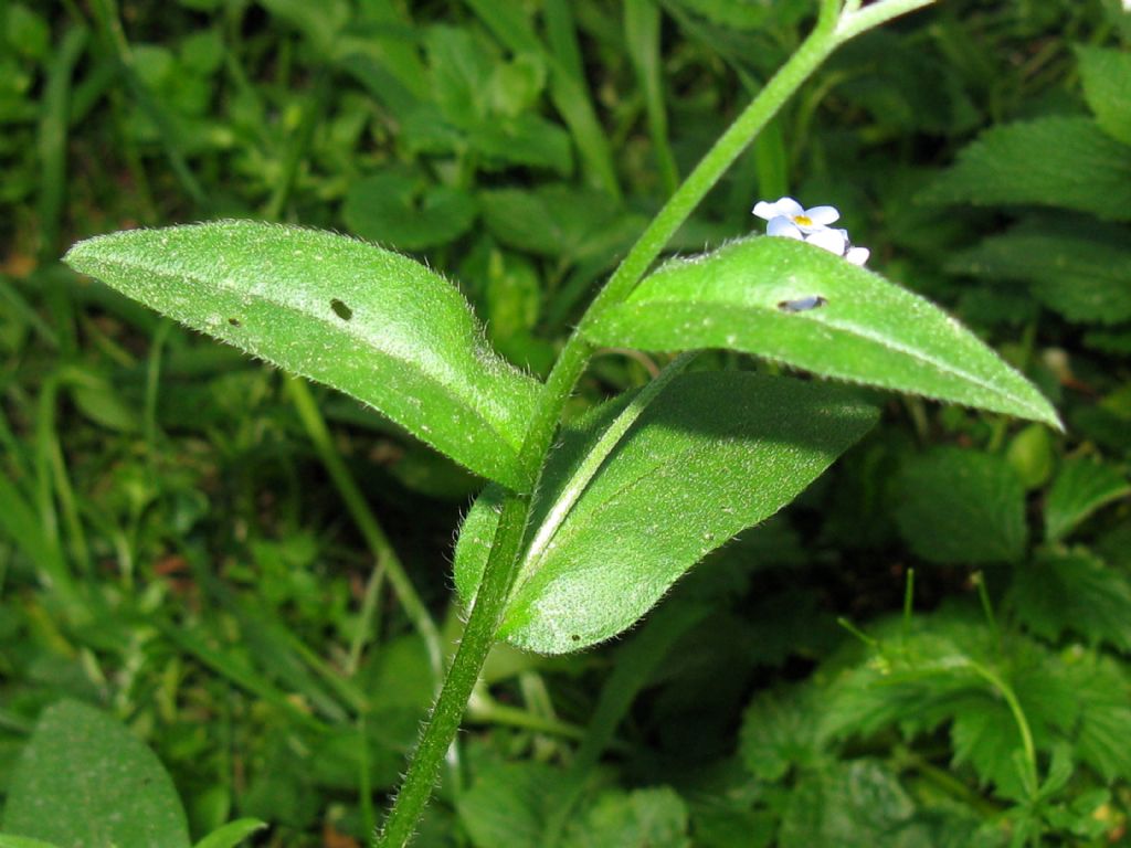 Myosotis sylvatica?...Myosotis sp.