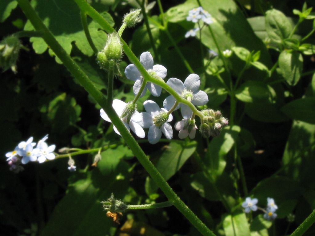 Myosotis sylvatica?...Myosotis sp.