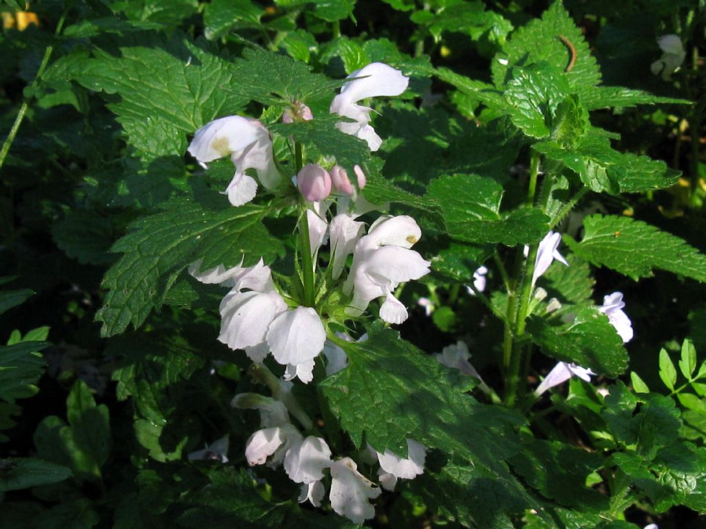 Lamium maculatum