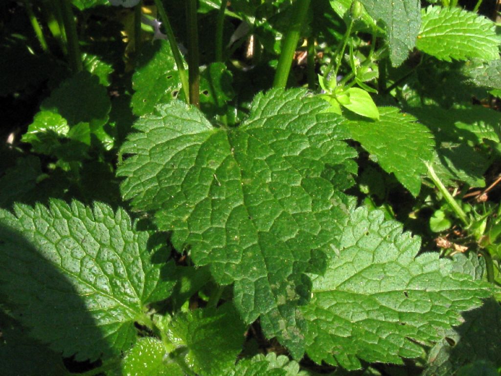 Lamium maculatum