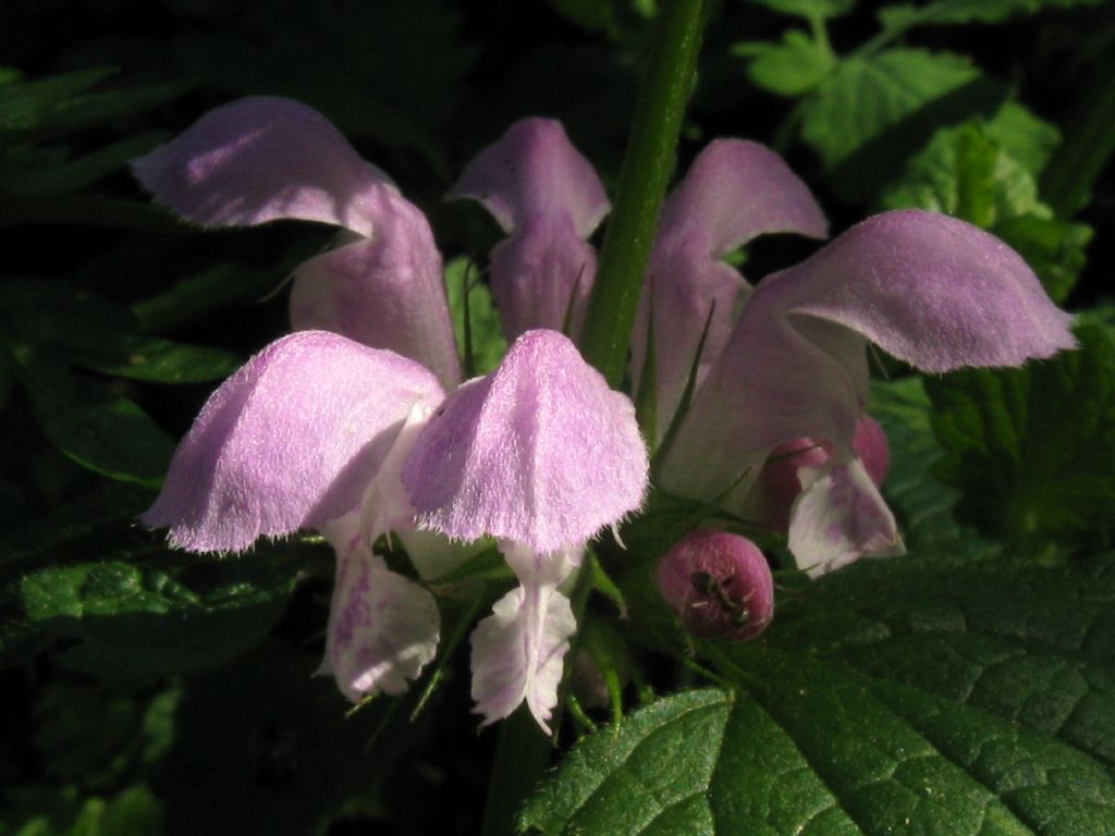 Lamium maculatum