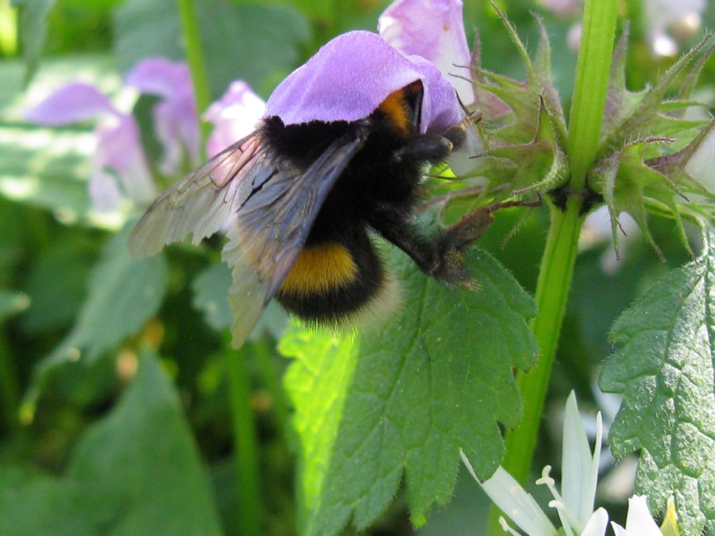 Quale Bombo? Bombus gr. terrestris