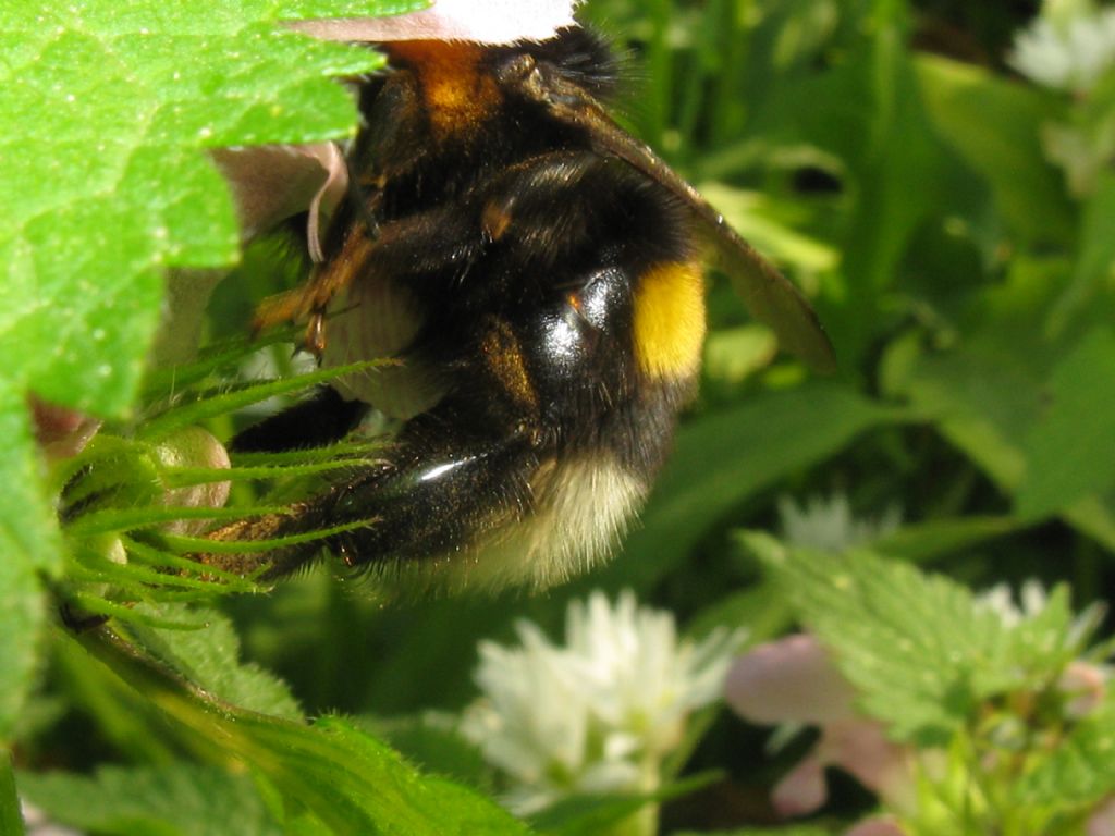 Quale Bombo? Bombus gr. terrestris