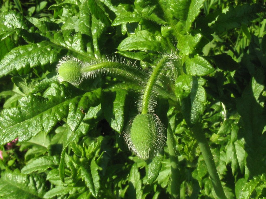 Papaver rhoeas?  S !