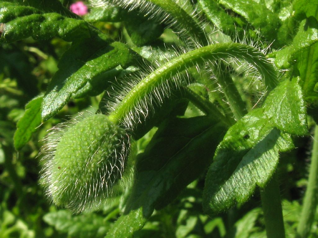 Papaver rhoeas?  S !