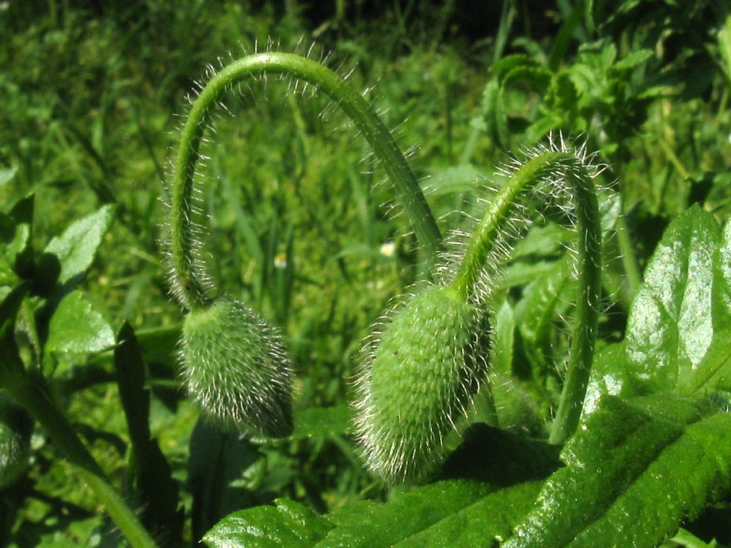 Papaver rhoeas?  S !