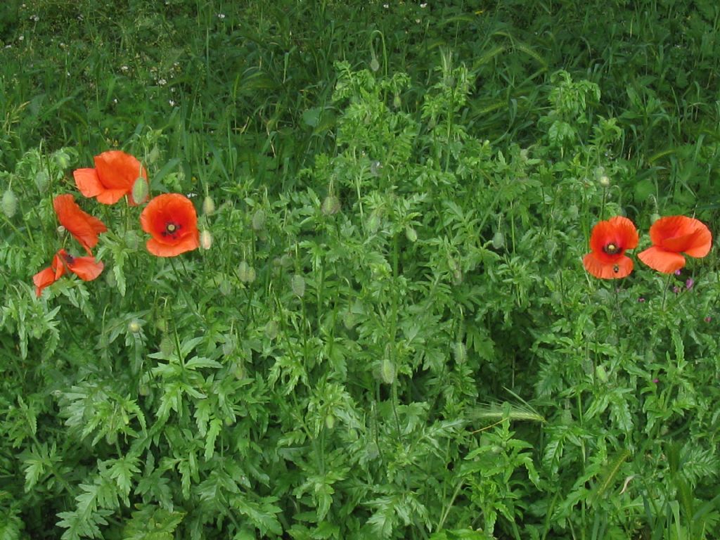 Papaver rhoeas?  S !