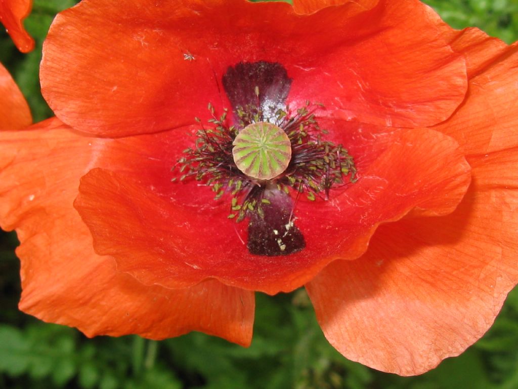 Papaver rhoeas?  S !