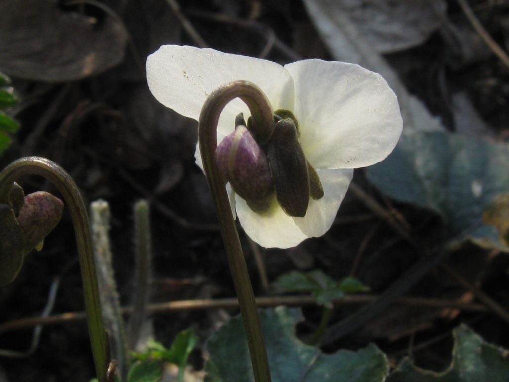 Viola alba...?  S !