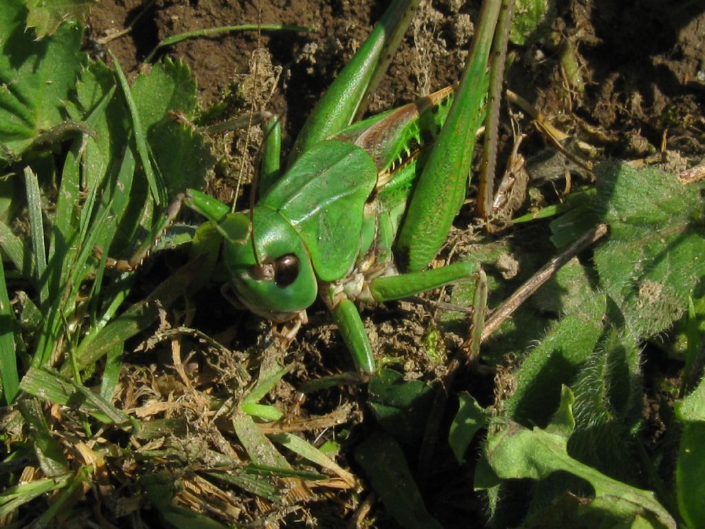 Acrididae...? No, Tettigoniidae : Decticus verrucivorus